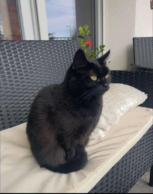 cat lost   69100 Villeurbanne Abaya